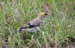 Wattled Starling